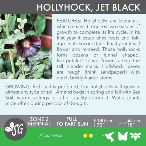 Live Plant - Hollyhock, Jet Black