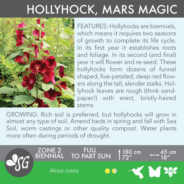 Live Plant - Hollyhock, Mars Magic
