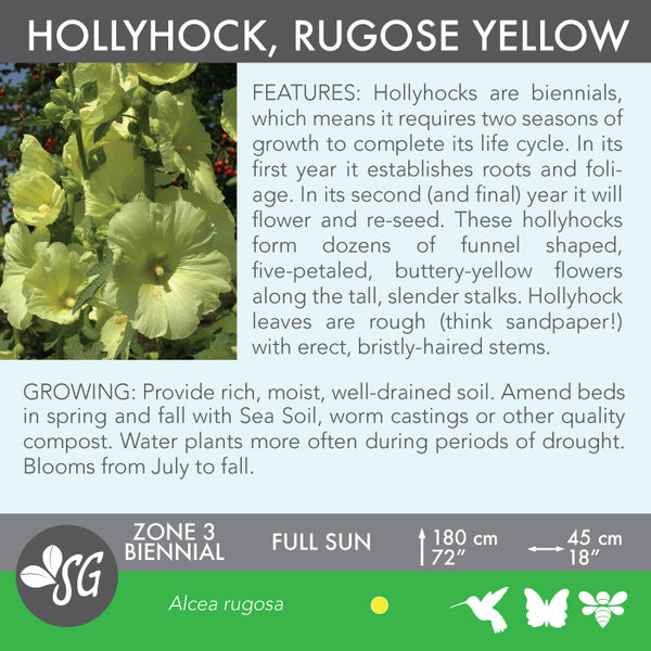 Live Plant - Hollyhock, Yellow Rugose