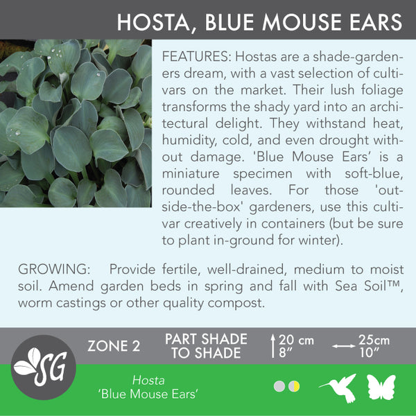 Live Plant - Hosta, Blue Mouse Ears