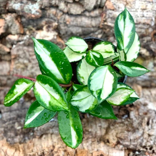 Hoya Tricolor - Live Plant