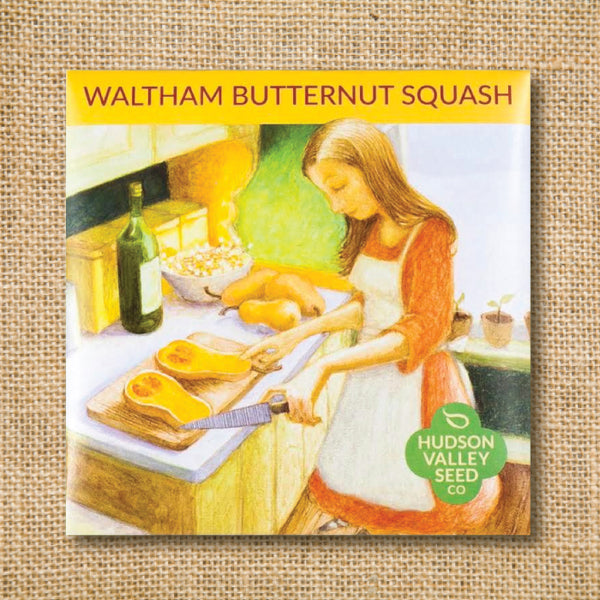 Seeds - Art Pack - Waltham Butternut Squash OG