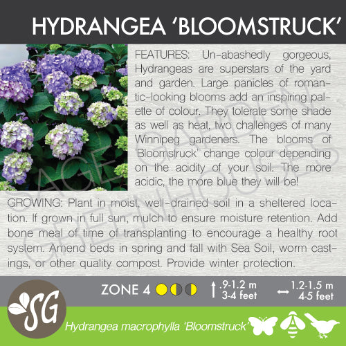Live Plant -  Hydrangea, Endless Summer Bloomstruck