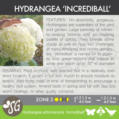 Live Plant -  Hydrangea, Incrediball