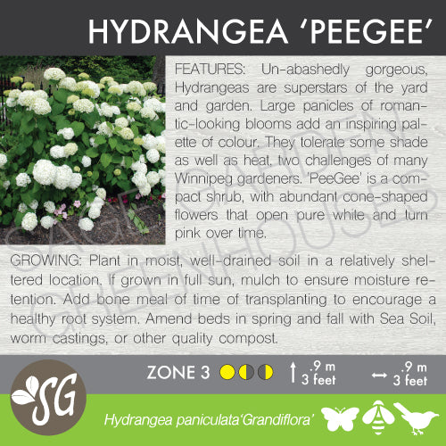 Live Plant -  Hydrangea, PeeGee