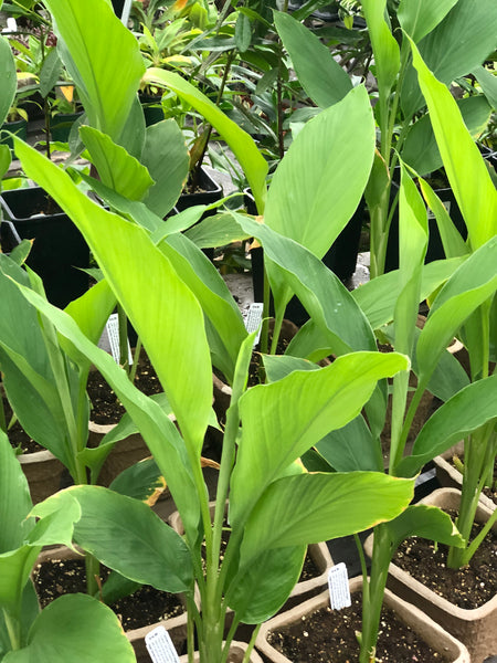 Live Plant - Turmeric