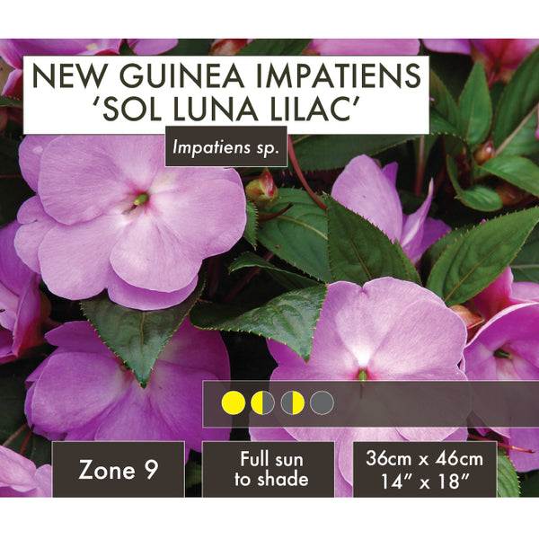 Live Plant - New Guinea Impatiens, Sol Luna Lilac