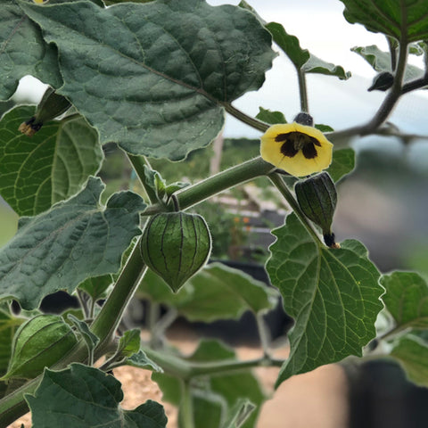 Live Plant - Inca Berry