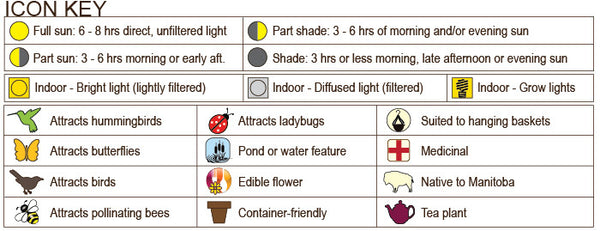 Sage 'Honey Melon' (Live Plant)