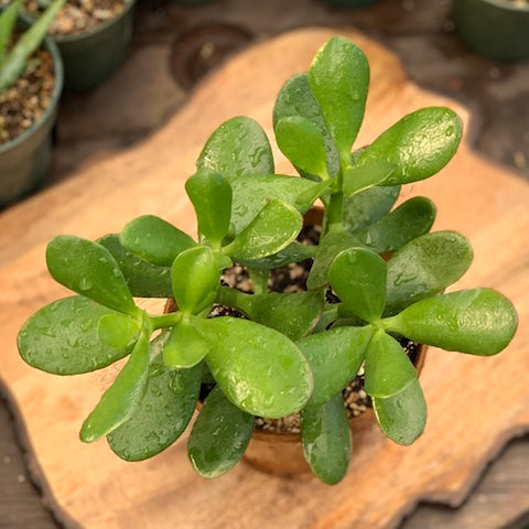 Jade Plant - Live Plant