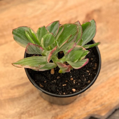 Jade Plant Variegated - Live Plant