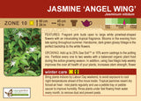 Jasmine 'Angel Wing' (Live Plant)