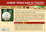 Jasmine 'Grand Duke of Tuscany' (Live Plant)