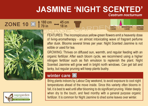 Jasmine 'Night Scented' (Live Plant)
