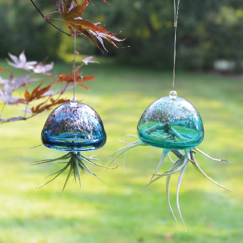 Jellyfish Air Plant Hanger - Choose From Blue or Green