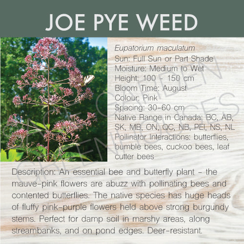 Live Plant -  Joe Pye
