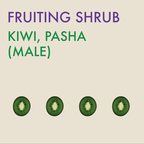 Kiwi Vine - Pasha - Male - 1 -gallon