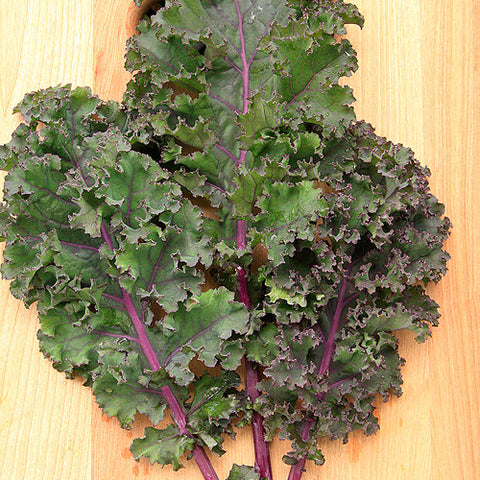 Kale, Curly Roja (Certified Organic Seeds)