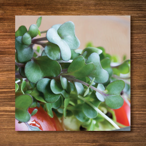 Green Kale Sprouting/ Microgreen Seeds - Certified Organic