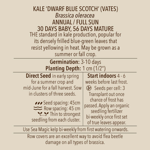 Seeds - Kale, Dwarf Blue Scotch (Vates) OG (SGH)