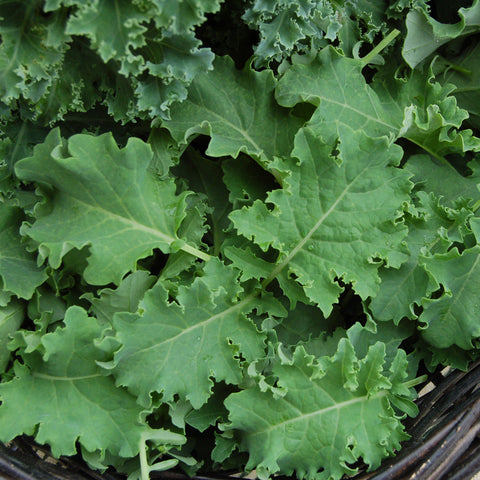 Organic Vates Kale