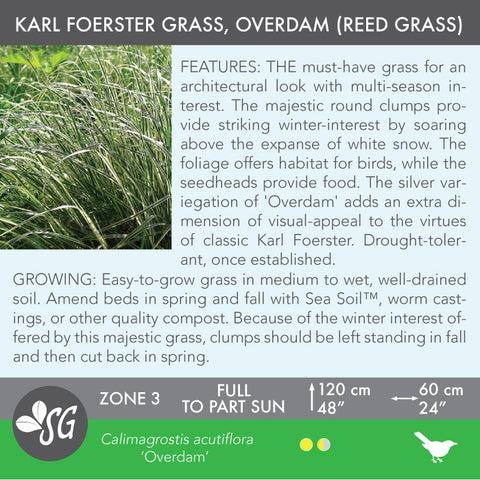 Live Plant - Karl Foerster Grass, Overdam