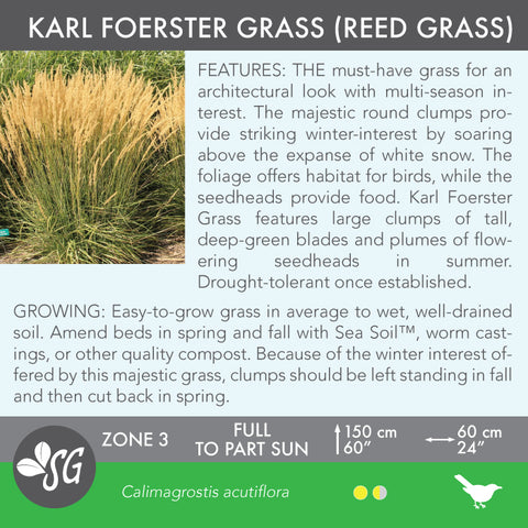 Live Plant - Karl Foerster Grass
