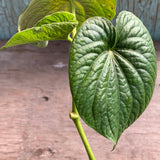 Live Plant - Kava Kava (Piper methysticum)