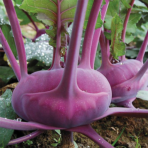 Kohlrabi, Azur Star (Certified Organic Seeds)