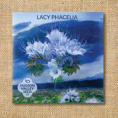 Seeds - Art Pack - Lacy Phacelia (Bee's Friend) OG