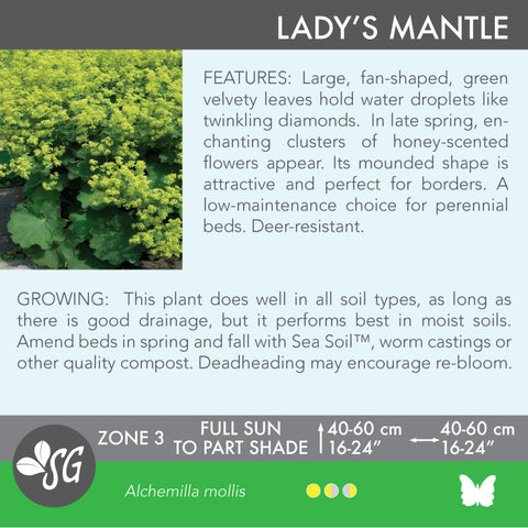 Live Plant - Lady's Mantle