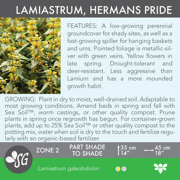 Live Plant - Lamiastrum, Herman's Pride