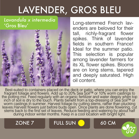 Live Plant - Lavender, Gros Bleu