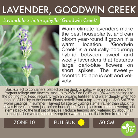 Live Plant - Lavender, Goodwin Creek