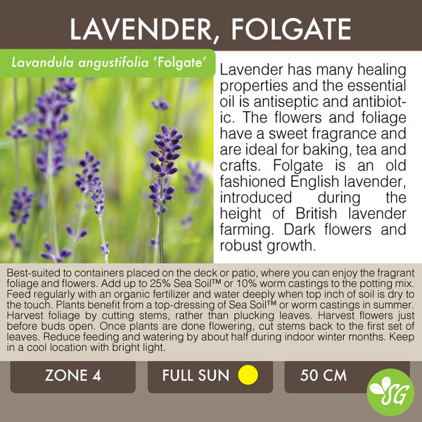 Live Plant - Lavender, Folgate
