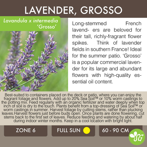 Live Plant - Lavender, Grosso