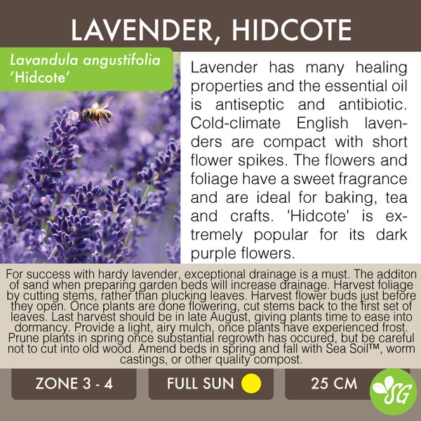 Live Plant - Lavender, Hidcote