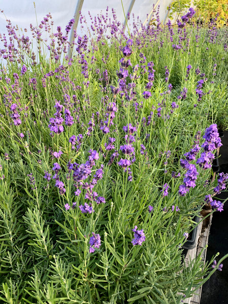 Lavender plug trays blooming at Sage Garden