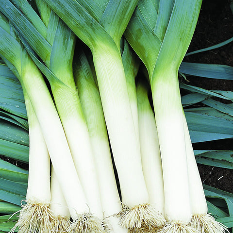 Organic Tadorna Leek