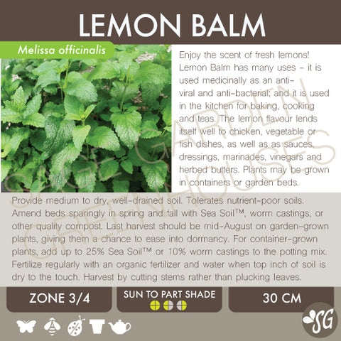 Live Plant - Lemon Balm