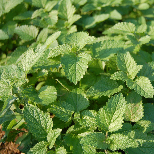 Organic Lemon Balm