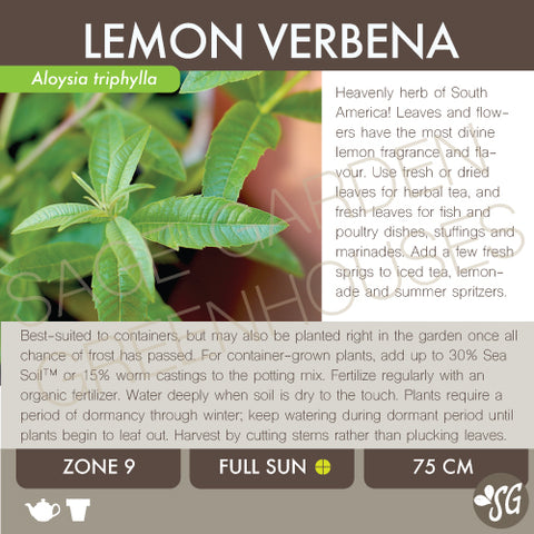 Live Plant - Lemon Verbena