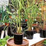 Lemongrass East Indian - Live Plant