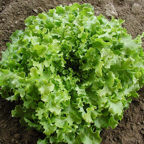 Organic Green Salad Bowl Lettuce at Sage Garden