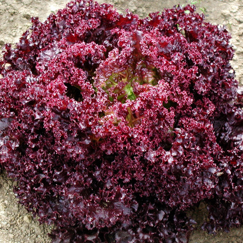 Seeds - Lettuce (Leaf), Lollo Rossa Dark OG (HM)