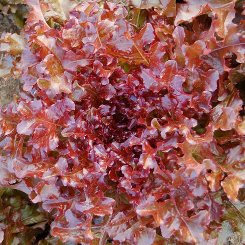 Lettuce (Leaf), Red Salad Bowl (Certified Organic Seeds)