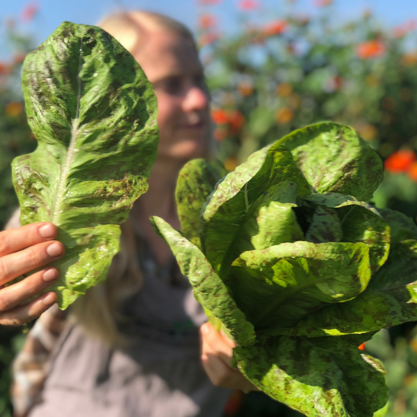 Seeds - Lettuce (Romaine), Flashy Troutback OG (F)