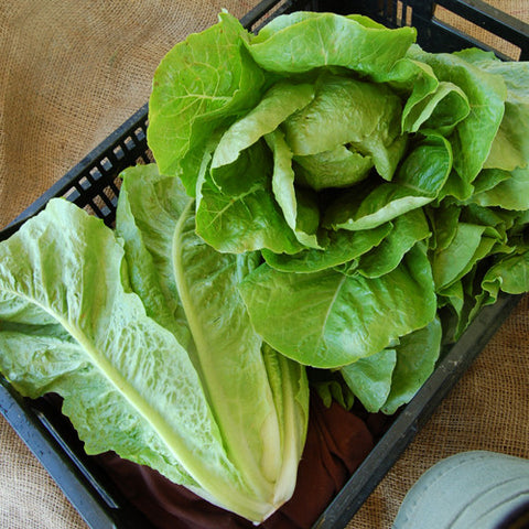 Organic Jericho Romaine Lettuce