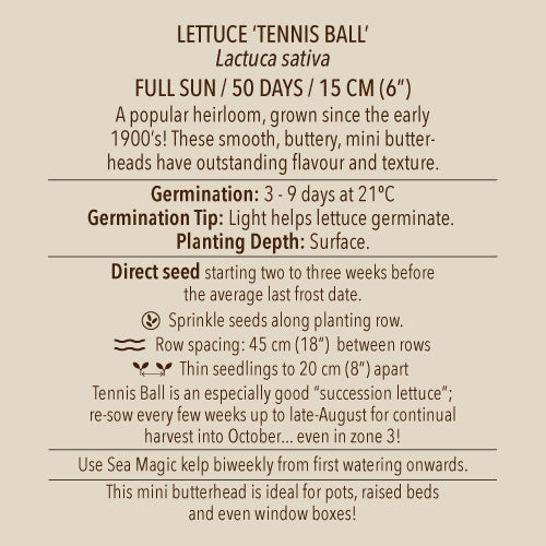 Seeds - Lettuce (Butterhead), Tennis Ball OG (SGH)