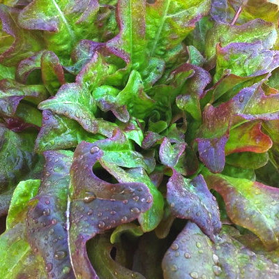 Seeds - Lettuce (Leaf), Bronze Beauty Arrowhead Oakleaf OG (SGH)